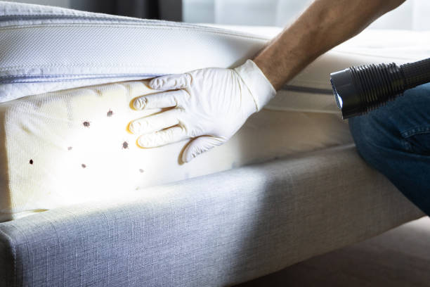 Best Emergency Pest Control  in Seminole, OK