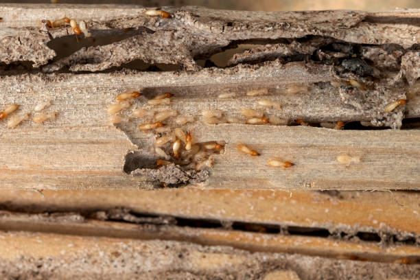 Best Local Pest Control Services  in Seminole, OK